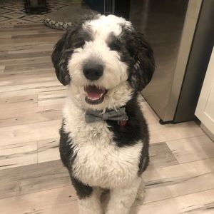 Meet your Posher, Steven